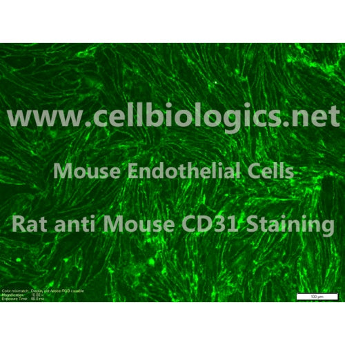 C57BL/6 Mouse Primary Placental Microvascular Endothelial Cells – Figure 1 of 1