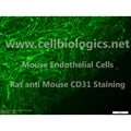 C57BL/6 Mouse Primary Pancreatic Microvascular Endothelial Cells – Figure 1 of 1
