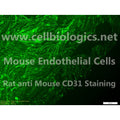 C57BL/6 Mouse Primary Ovarian Microvascular Endothelial Cells – Figure 1 of 1