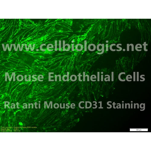 C57BL/6 Mouse Primary Ovarian Microvascular Endothelial Cells – Figure 1 of 1
