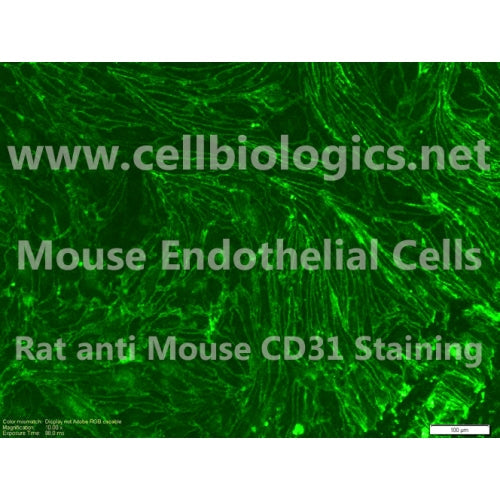 C57BL/6-GFP Mouse Primary Intestinal Mesenteric Vascular Endothelial Cells – Figure 1 of 1