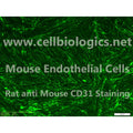 Aged Mouse Brain Microvascular Endothelial Cells – Figure 1 of 1