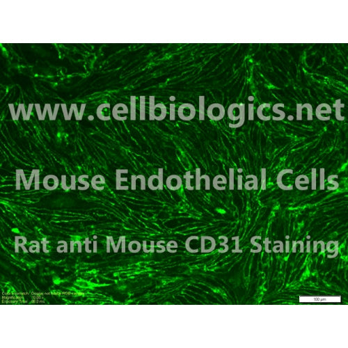 C57BL/6 Mouse Primary Bladder Microvascular Endothelial Cells – Figure 1 of 1