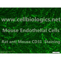 C57BL/6-GFP Mouse Primary Pulmonary Artery Endothelial Cells – Figure 1 of 1