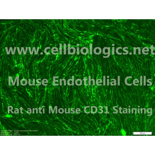 C57BL/6 Mouse Primary Colonic Microvascular Endothelial Cells – Figure 1 of 1