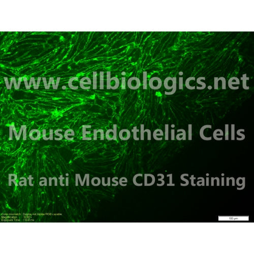 C57BL/6 Mouse Primary Spleen Endothelial Cells – Figure 1 of 1