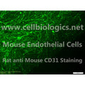 CD1 Mouse Primary Small Intestinal Endothelial Cells – Figure 1 of 1