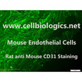 C57BL/6-GFP Mouse Primary Uterine Microvascular Endothelial Cells – Figure 1 of 1