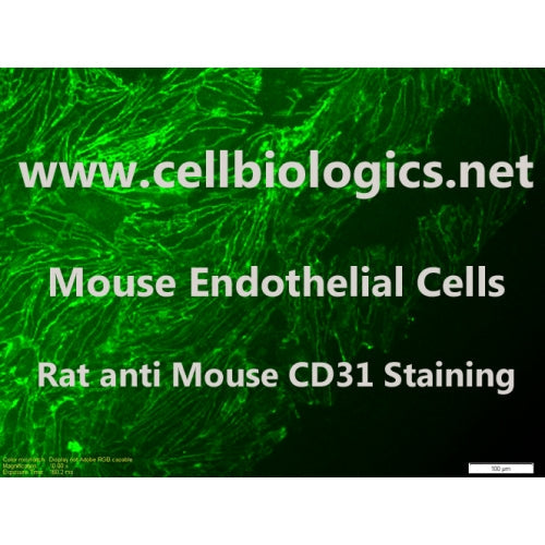 CD1 Mouse Primary Brain Microvascular Endothelial Cells – Figure 1 of 1