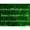 CD1 Mouse Primary Liver Sinusoidal Endothelial Cells – Figure 1 of 1