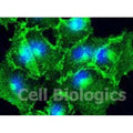 Cynomolgus Monkey Primary Stomach Epithelial Cells – Figure 1 of 1
