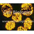 Rat Primary Kidney Glomerular Endothelial Cells – Figure 1 of 1