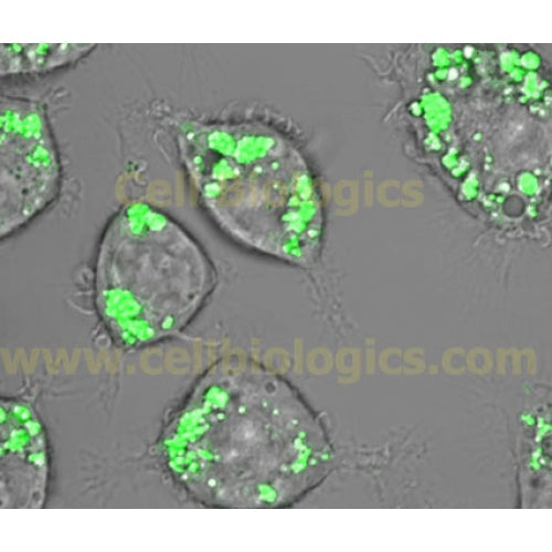 BALB/c Mouse Bone Marrow Dendritic Cells – Figure 1 of 1