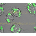 C57BL/6 Mouse Bone Marrow Dendritic Cells – Figure 1 of 1