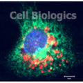 Rat Peritoneal Macrophages - Thioglycollate-elicited (Frozen Cells) – Figure 1 of 1