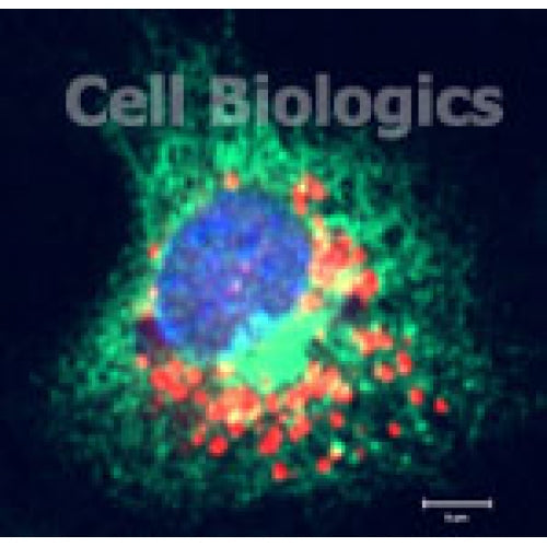 Rat Peritoneal Macrophages - Thioglycollate-elicited (Frozen Cells) – Figure 1 of 1
