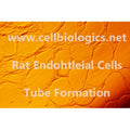 Lewis Rat Primary Aortic Endothelial Cells – Figure 1 of 1