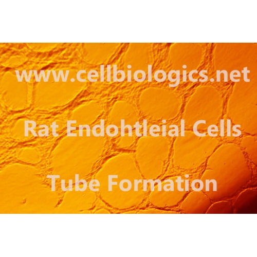 Rat Primary Dermal Microvascular Endothelial Cells – Figure 1 of 1