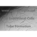 Rat Primary Small Intestinal Microvascular Endothelial Cells – Figure 1 of 1