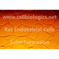 Rat Primary Cardiac Microvascular Endothelial Cells – Figure 1 of 1