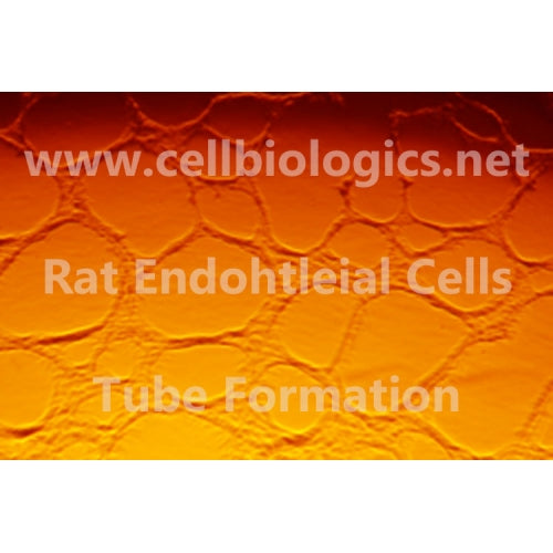 Rat Primary Cardiac Microvascular Endothelial Cells – Figure 1 of 1