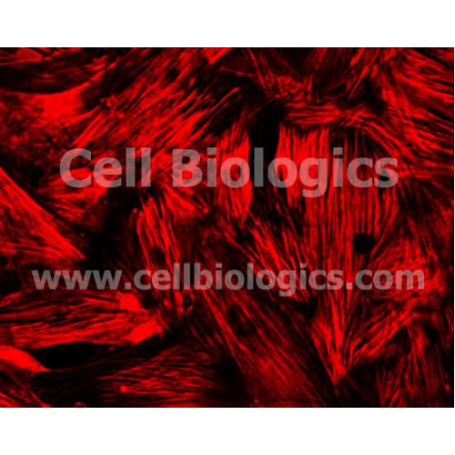 Human Primary Bronchial Smooth Muscle Cells – Figure 1 of 1