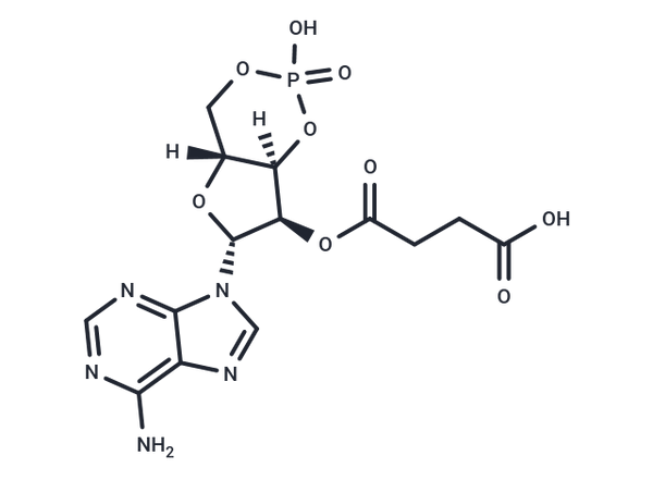 2'-O-Succinyl-cAMP – Figure 1 of 1