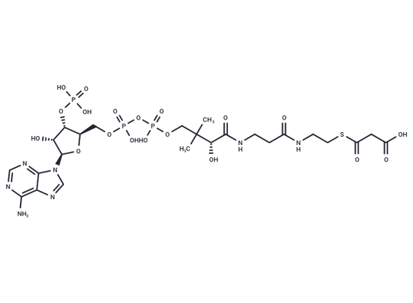 Malonyl CoA – Figure 1 of 1