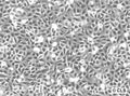 Chang Liver (HeLa) cell
