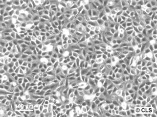 Chang Liver (HeLa) cell