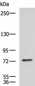 KIF2A Polyclonal Antibody – Figure 1 of 3
