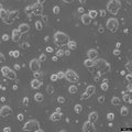 Colo-60H cell