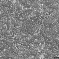 HCT116 cell