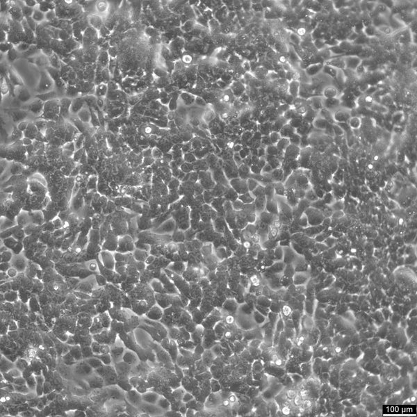 HCT116 cell
