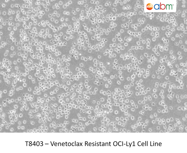 Venetoclax Resistant OCI-Ly1 Cell Line | Applied Biological Materials (abm)