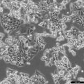 D283Med cell