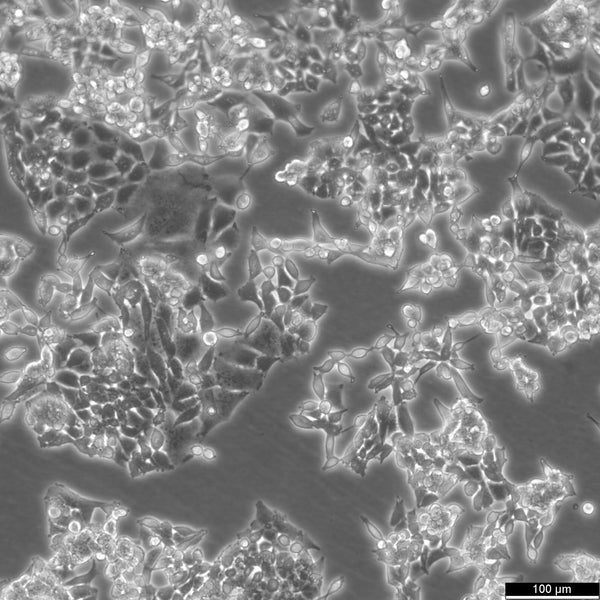 D283Med cell