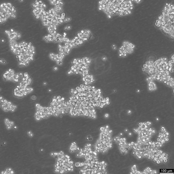 D341Med cell