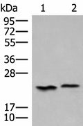 HEBP1 Polyclonal Antibody – Figure 1 of 4