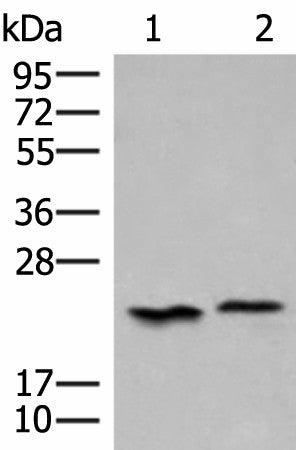 HEBP1 Polyclonal Antibody – Figure 1 of 4