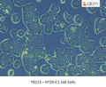 HT29-Cl.16E Cells | Applied Biological Materials (abm)