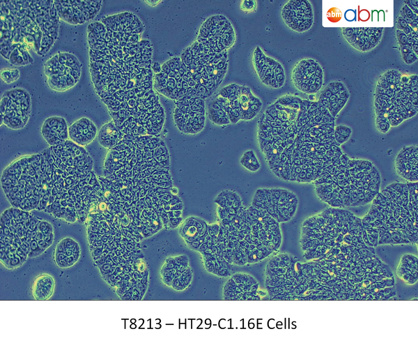 HT29-Cl.16E Cells | Applied Biological Materials (abm)