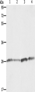 BCAP31 Polyclonal Antibody – Figure 1 of 4