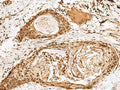 SNAPC1 Polyclonal Antibody – Figure 1 of 3