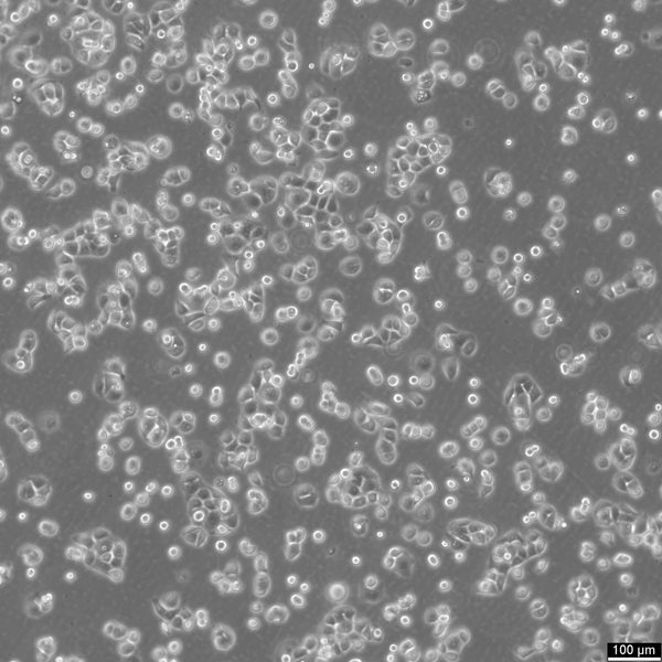 DAN-G cell