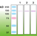 Anti-nephrin – Figure 1 of 1