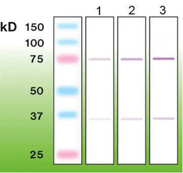 Anti-c-FOS – Figure 1 of 2