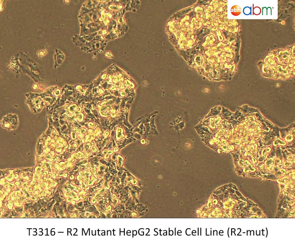 R2 Mutant HepG2 Stable Cell Line (R2-mut) | Applied Biological Materials (abm)