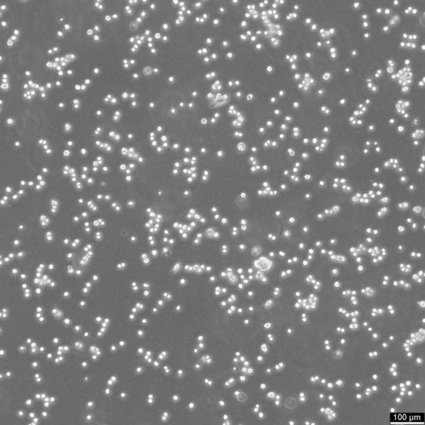 DC2.4 cell