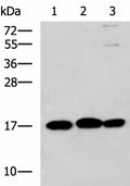 RPS14 Polyclonal Antibody – Figure 1 of 4